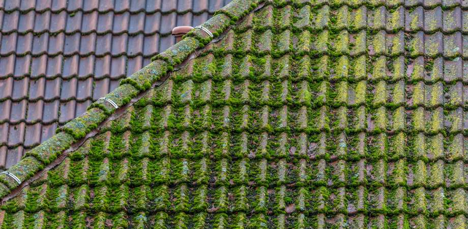 How to clean roof moss
